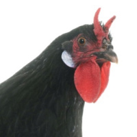 TLL 2X16 Criptozoologia valenciana: Els galls negres de Gorga