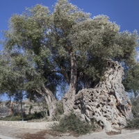 T1x13 Llegendes al voltant de les oliveres. Terra Llegendària -14-12-21 (El rall, Àpunt Ràdio)