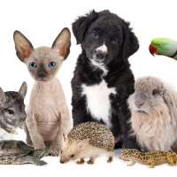 Dueñas de nuestras quincenas: las mascotas