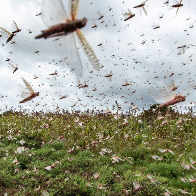 Banquete Del Dr. Zagal
