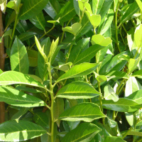 Laurel: Entre triunfos, buen gusto y buena salud