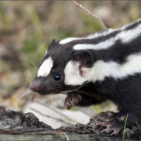 Mongabay Reports: New species of North Americas rare spotted skunks discovered