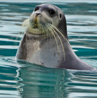 Songs and sounds of Bering Sea whales and seals reveal a story of change