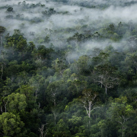 Mongabay Explores New Guinea: Who is destroying these rainforests? The Tanah Merah mystery.