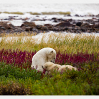 Indigenous bioacoustics: listening to the land for conservation and tradition