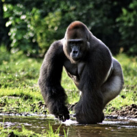 Wildlife trafficking should be covered as a crime story