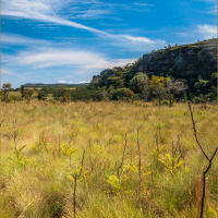 Exploring Brazil’s biodiverse Cerrado region and the impacts of agriculture
