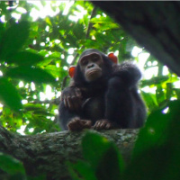 Unusual tool-using chimp culture discovered in the Congo