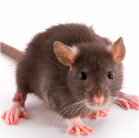 Baltimore, urban rats, and environmental justice