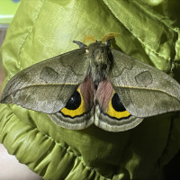 Efforts to conserve the most biodiverse place are succeeding, so far