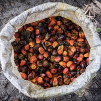 Mongabay Reports: Palm oil investigation with BBC and Gecko Project exposes corporate theft from communities