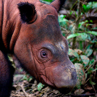Mongabay Explores Sumatra: Saving the singing rhino