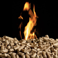 Unmasking the illusion of renewable biomass energy with Justin Catanoso