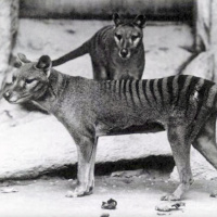 ‘De-extinction’ is misleading and dangerous, ecologist says