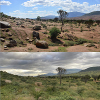 Natural forest regeneration is ‘a restoration of hope’ for farmers  forests worldwide