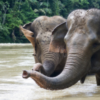 Hope for Sumatran elephants may hinge on their personhood