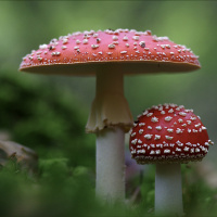 Can the booming popularity of psychedelics aid conservation?