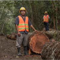 Mexico’s community forests find sustainability by including women and youths