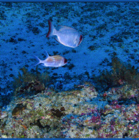 Amazon Reef discovery discussed plus environmental journalism hits milestone in Latin America