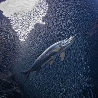 Secretive regional fisheries management organizations need media coverage