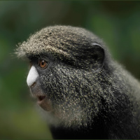 The worlds second-largest rainforest is at a turning point