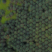 Bat calls from the Amazon plus how Indonesias rainforests became palm plantations