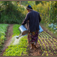 Can agroecology feed the world?