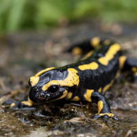 How an inspiring, multi-nation effort has protected North American amphibians from a deadly disease outbreak