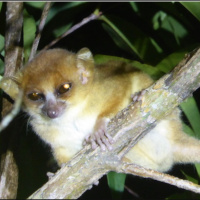 New Madagascar mine worries locals and lemurs plus, banjo frogs and whistling ducks in Australia