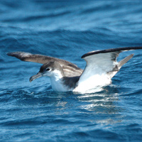 Seabird secrets revealed by bioacoustics in New Zealand