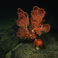 ‘Destructive  flawed’: Bottom trawling’s many impacts and the activism thats slowing the damage