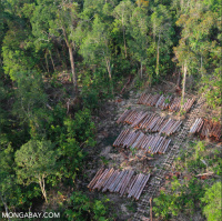 The link between pandemics and the destruction of nature, with John Vidal