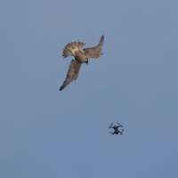How to use drones without stressing wildlife