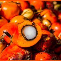 New investigation in the Amazon documents impact of palm oil plantations on Indigenous communities