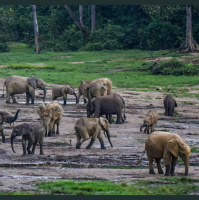 Rumbles in the jungle: Listening to elephants to conserve rainforests