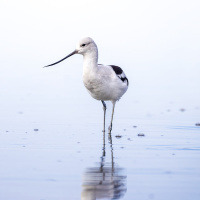 Bird-watching’s wide appeal and social justice impact