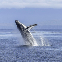 Dont call it the ‘high seas treaty’: New oceans agreement should center biodiversity, expert says