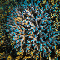 Corals, kelp and creative conservation in Australia