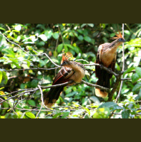 Crucial conservation votes at CITES and the future of socio-ecological research