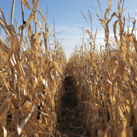 Journalist Tom Philpott on how agriculture impacts the environment  agroecology alternatives