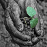 Let it grow: Natural forest regenerations amazing reforestation power