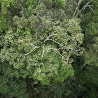 A new tropical forest protection fund ‘has great potential’