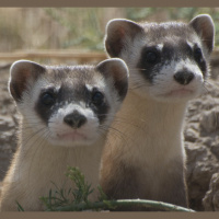 Indigenous peoples: the worlds top conservationists, on Earth Day and every day