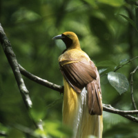 Mongabay Explores New Guinea: Defending paradise