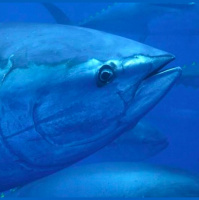 Are tuna recovering well, like news reports say? Its complicated.