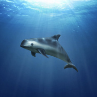 Mongabay Reports: Will the vaquita vanish?