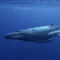 New whale calls and dolphin behaviors discovered with bioacoustics