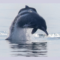 Studying secretive humpback dolphins through sound