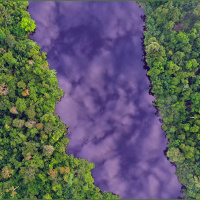 Whats in store for the worlds forests in 2021?