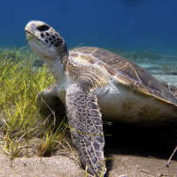 Inspiring action for the ocean wins top environmental prize for ex-engineer